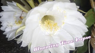 Nishagandhi Flower Blooming Time Lapse