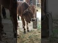 Sapi melamun #shortsvideo #sapilucu #cow #lembu