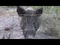 wild hogs are crazy and unpredictable animals