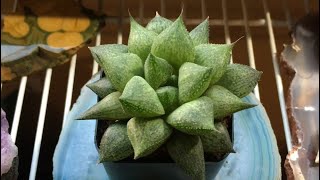 HAWORTHIA HYBRID VICTOR - Lighting - Growing Medium - Pot Size - (My Succulents 2019)