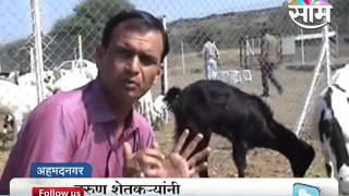 Goat farming success story of young farmers of Sangamner