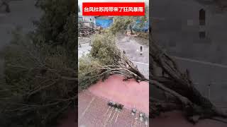 🔴颱風杜蘇芮帶來了狂風暴雨。有大樹被吹倒，有公路坍塌，✳️提醒大家出行要注意安全哦！ ☔️