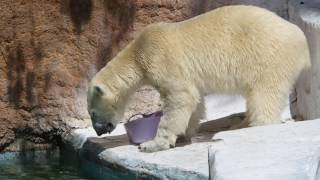 プールに沈んだおやつもしっかり頂くイッちゃん（Шилка） 2017/07/11　　天王寺動物園のホッキョクグマ