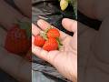 Petik buah strawberry mencir di polybag #shortvideo #shorts