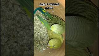 ETNE SARE EGGS #birds #happy #shorts #minivlog #viralvideo