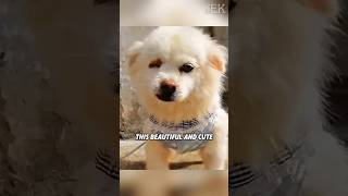 The dog's pleading eyes #pets #animals #rescuepup #dog #rescuedog #cute #rescue #shorts