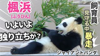 【赤ちゃんパンダ】楓浜(ふうひん)🐼独り立ちまでカウントダウンか⁉️その時は近いかも...親子パンダを目に焼きつけよう❤️