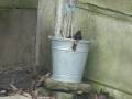 a male blackbird takes a small bath in a giant plantpot