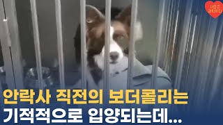 안락사 직전의 유기견 보더콜리는 기적적으로 입양됩니다