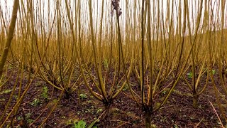 Agro Saúde e Cooperação - Produção de Vime em SC