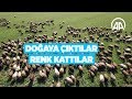 Ağrı Dağı'nın etekleri doğaya çıkan küçükbaş hayvanlarla renklendi