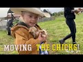 Moving the BABY CHICKS!