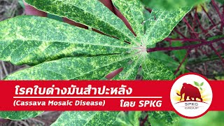 โรคใบด่างมันสำปะหลัง (Cassava Mosaic Virus, CMV)