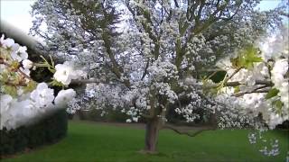 Secluded Garden at Kew Gardens, London. (Prunus ''Shirotae'' - Mount Fuji Cherry)