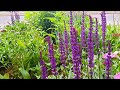 Perennial Garden Tour | Front yard Garden Update | Zone 5A Canada #gardentour #garden #new #relaxing