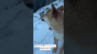 初めて雪と出会った柴犬/Shiba dog meets snow