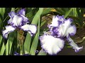 石橋あやめ園　ジャーマンアイリス　Ⅱ　ishibashi ayame garden german iris