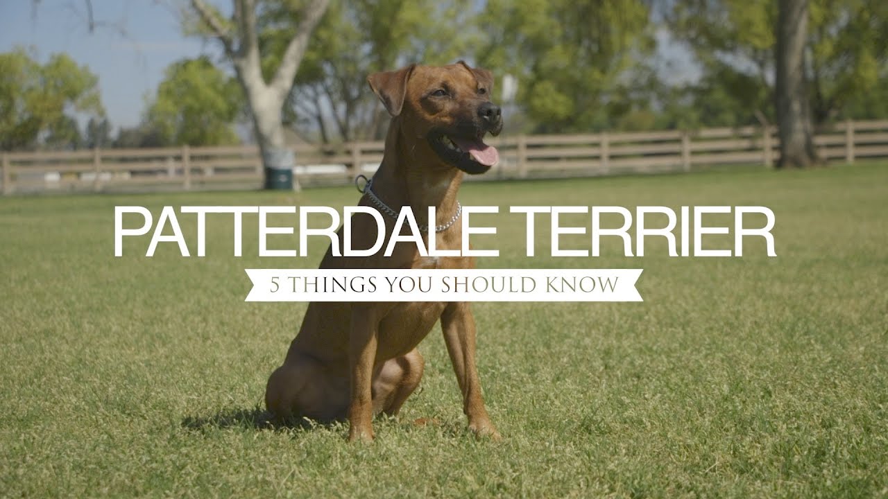 PATTERDALE TERRIER FIVE THINGS YOU SHOULD KNOW - YouTube