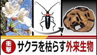 衝撃！サクラを枯らす外来生物「クビアカツヤカミキリ」｜自然環境課｜群馬県