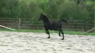 Friesian x Arabian Gelding