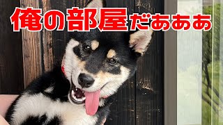 わんこが泊まれる宿に来てノリノリな柴犬