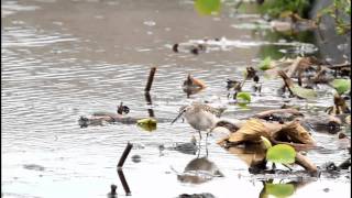 ikarabi 野鳥動画　タカブシギ　wood sandpiper