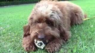 オーストラリアン・ラブラドゥードル (Australian Labradoodle) のメイとボール遊び