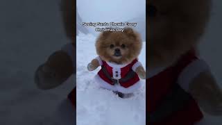 Santa Pomeranian In The Snow Makes You Smile- hi_im_chewie- #shorts