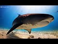 new 4hrs stunning 4k underwater wonders relaxing music coral reefs fish u0026 colorful sea life