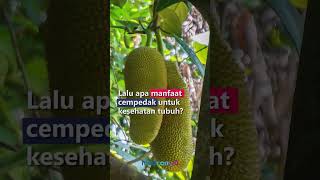 MIRIP NANGKA, KENALI 5 MANFAAT CEMPEDAK UNTUK KESEHATAN