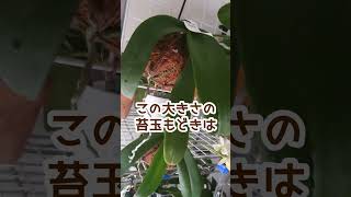 胡蝶蘭ー色褪せと言わず色変化と言えば幸せな苔玉もどき