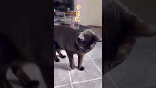 飼い主のちょっかいに呆れる猫