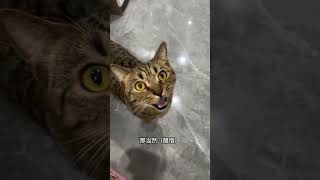 小狗咪来咯~ 记录猫咪日常 萌宠出道计划 傻猫🐱 狸花猫 猫咪