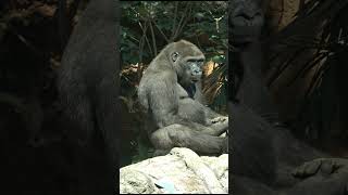 リキ君🦍  【上野動物園】  ゴリラ