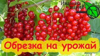 ОСОБЕННОСТИ ОБРЕЗКИ КРАСНОЙ СМОРОДИНЫ. Три отличия обрезки черной и красной смородины.