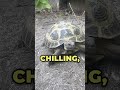 Casual Conversations with Turtles