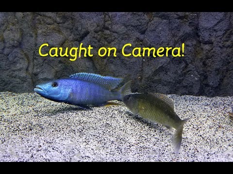 Watch Fish Reproduce....Caught on Camera!! Watch Fish Reproduce....Caught on Camera!!