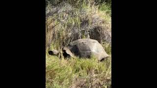 A Galapagos tortoise. A natural wonder. #galapagos #tortoise