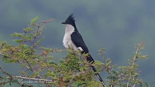 Pied/Jacobin Cuckoo Song