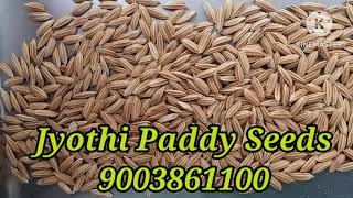 Jyothi Paddy Red Rice  @sbsinfo5078