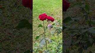 Rose #shortsfeed #🥰#shorts #viralvideo #shortvideo