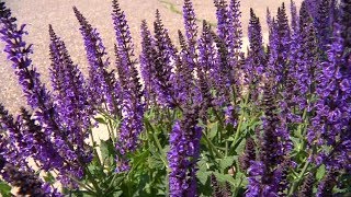 Nature Moment: A Peak of Purple