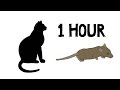 CAT GAMES - MOUSE HUNT 1 HOUR VERSION (FOR CATS ONLY)