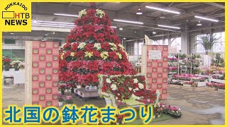 ポインセチア２００鉢で彩る「クリスマスツリー」に２０００の鉢花…「北国の鉢花まつり」開催　札幌