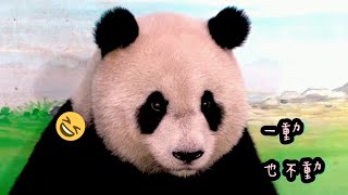 圓仔許願洞伸手申請點心，得到好多竹竿|熊貓貓熊The Giant Panda Yuan Yuan and Yuan Bao|台北市立動物園