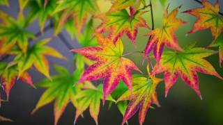 Fall foliage around Pennsylvania: A look at colorful leaves, beautiful views