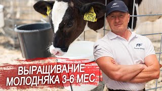 Выращивание молодняка от 3 до 6 месяцев. Как кормить телят? Коллеги делятся своим опытом.