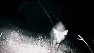 Could This Rare Hyena Be What's Decapitating Goats In Namibia? | Expedition Mungo