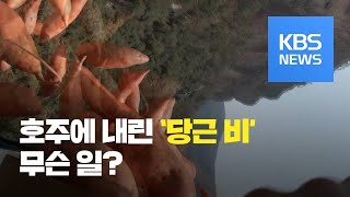 [클릭@지구촌] 호주 야생동물들을 위해 내린 2,200kg ‘당근·고구마 비’ / KBS뉴스(News)