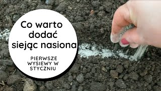 Zaprawianie nasion i nawożenie w jednym. Pietruszka siana w styczniu. Ogród ekologiczny w styczniu.